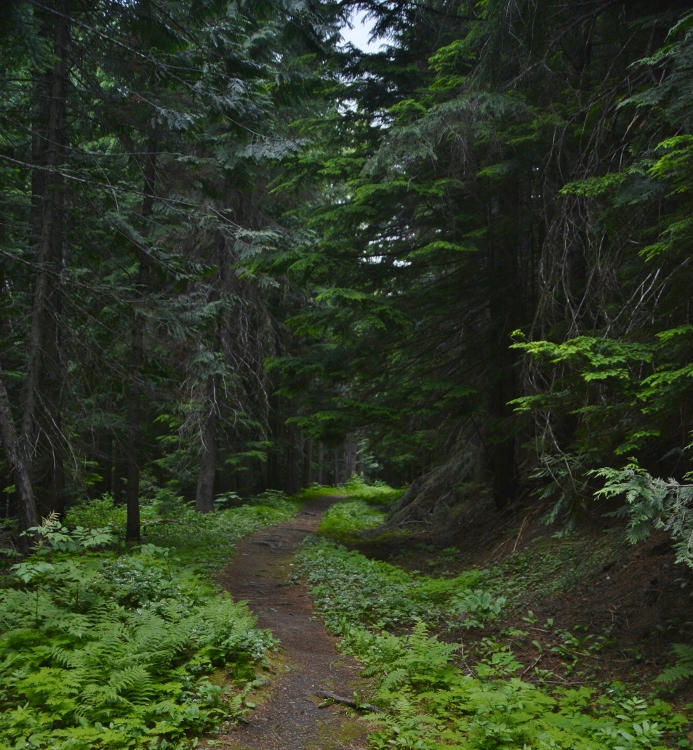 Loop Brook Trail